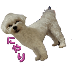 mochi_20250325154312