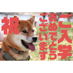 keiko_20250325223523