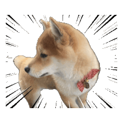 Shiba Inu series Akira
