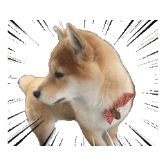 Shiba Inu series