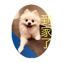 萌犬來襲旺汪4