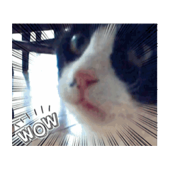nowat_20250325200509