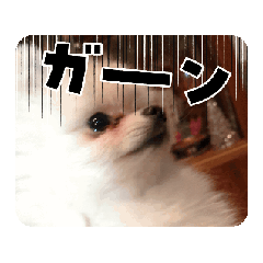 donguri_20250325224157