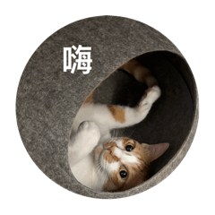 阿咪又來