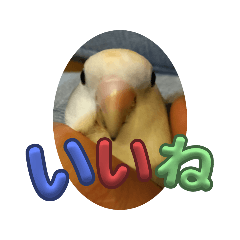 Bird Paradise v.1