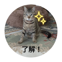 Ace_20250325204419