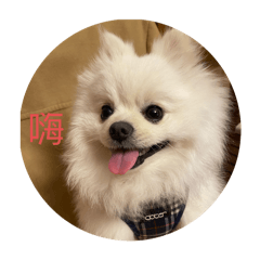 萌犬來襲旺汪2