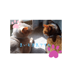 koba_20250325232502