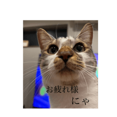 ami_20250326080316