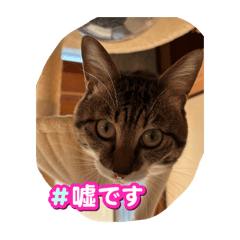 umi_20250326092528
