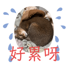 不要恐龍 恐龍