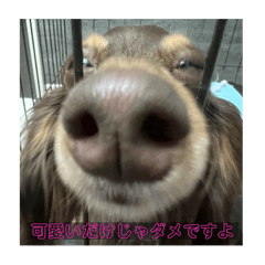 Ayu_20250326103437