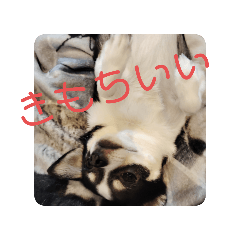 choco_20250326114257
