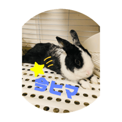 犬飼った時からお散歩する