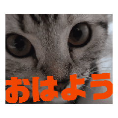 coco_20250326145503