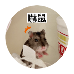 鼠在有意思