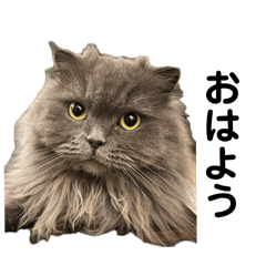 nekonekotatinostamp