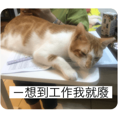 寵物合集一