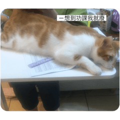 寵物合集開、麻