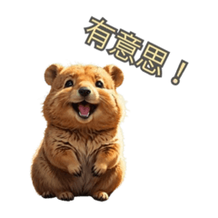 卡哇伊短尾矮袋鼠-1