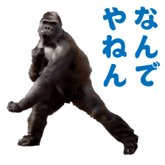 Dancing! Kansai Dialect Gorilla