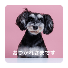 maron_20250326150353maron