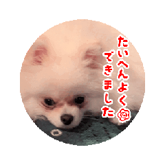 donguri_20250326233530
