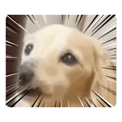 Abby_2025