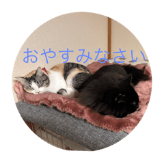 Nao_20250326212522