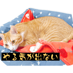 CuteMyCat