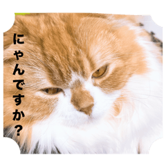 moko_20250326200037