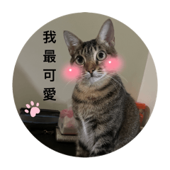 關於我の喵