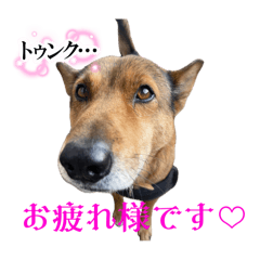 kawaiikotachino stamp