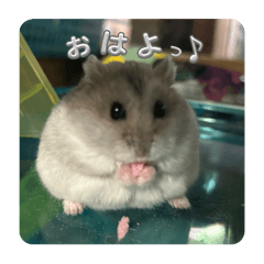 moko_20250326213709