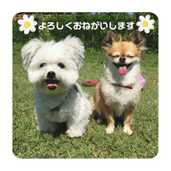 choco_20250327073753