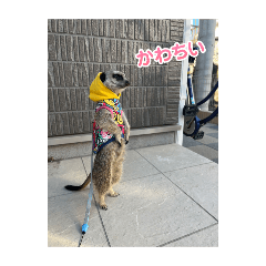mitsuki_20250327092905