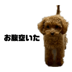 coco_20250327044508
