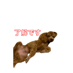puku_20250327133044