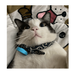 Pls come to see my meow