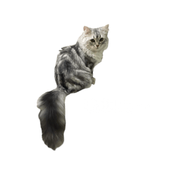 四寶貓咪的日常