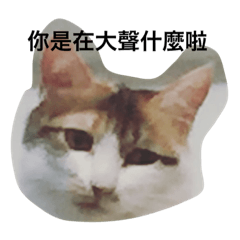 喵喵的日常生活2