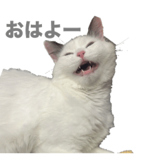 SHIMAKOMASTAMP