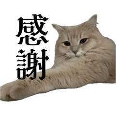 neko_20250327142815