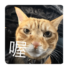 楊包子