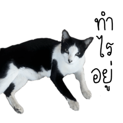 Tananya Pomsakul_20250327164328