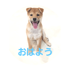 miho_20250327153217