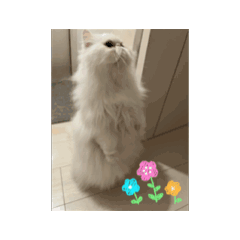 cat_20250327143020