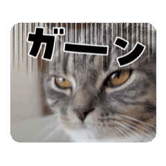 kinako_20250327150754