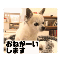 rui_20250327211335