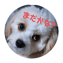 komachi_20250327173256